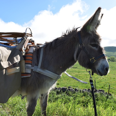 Bastillon, bât pour âne, Randoline, équipement et matériel pour ânes, chevaux