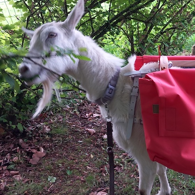 Cabriette, bât pour chèvre, bât pour bouc, bât pour petits âne, bât pour poney, fabricant français