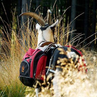 Cabriette, bât pour chèvre, bât pour bouc, bât pour petits âne, bât pour poney, fabricant français