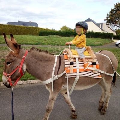 Bastillon, bât pour âne, Randoline, équipement et matériel pour ânes, chevaux