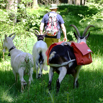 Cabriette, bât pour chèvre, bât pour bouc, bât pour petits âne, bât pour poney, fabricant français