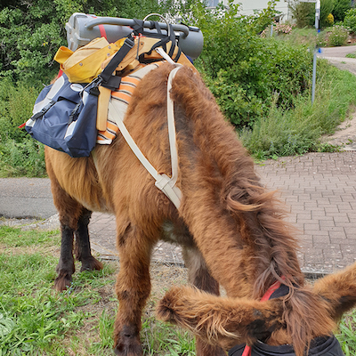 Bastillon, bât pour âne, Randoline, équipement et matériel pour ânes, chevaux