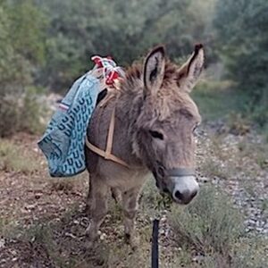 Lire la suite à propos de l’article Une âne miniature et sa Cabriette pour aller récolter des plantes en montagne