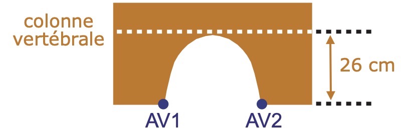 Ane et découpage A1-A2