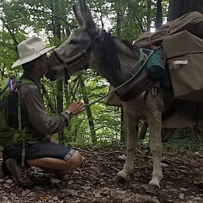 Bagagines, Polichon, Bât pas cher, bât pour ânes, chevaux, poneys, mules, chèvres,