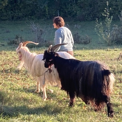 Cabriette, bât pour chèvre, bât pour âne