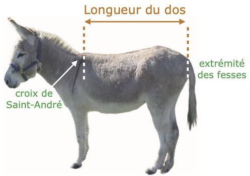 Bât pas cher, bât pour ânes, chevaux, poneys, mules, chèvres, fabrication française